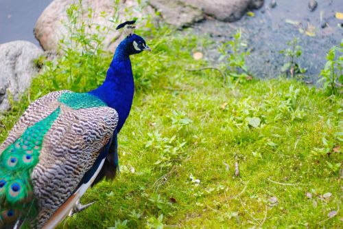 peacock bird park