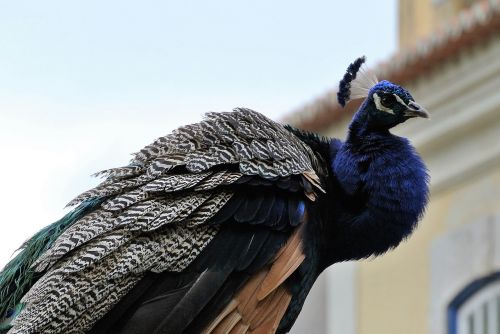 peacock lisbon castle