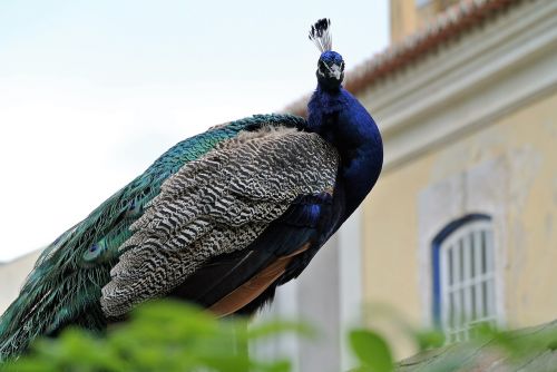 peacock lisbon castle