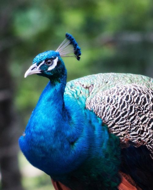 peacock bird blue