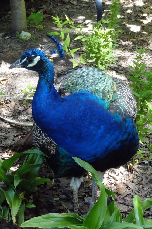 peacock bird crest