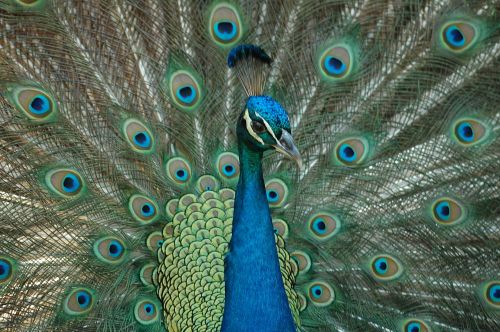 peacock bird feathers
