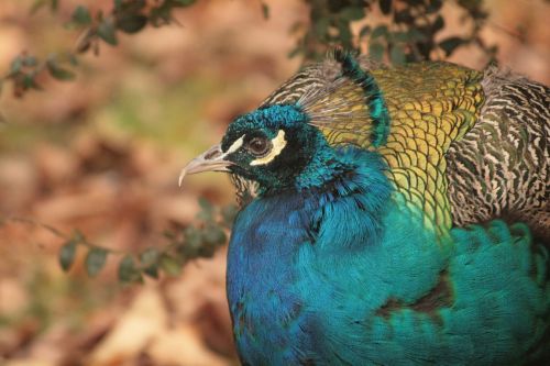 peacock bird blue