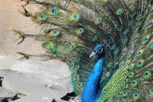 peacock zoo tail