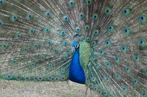 peacock peafowl bird