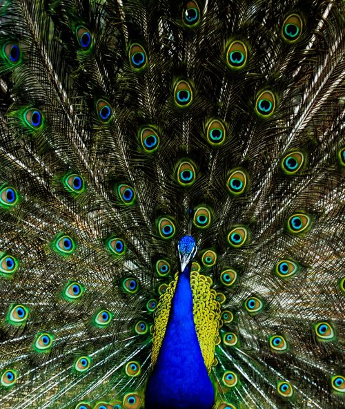 peacock colors colour