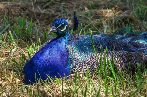 peacock bird blue