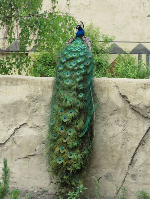peacock peafowl plumage
