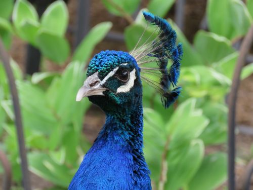 peacock peafowl bird