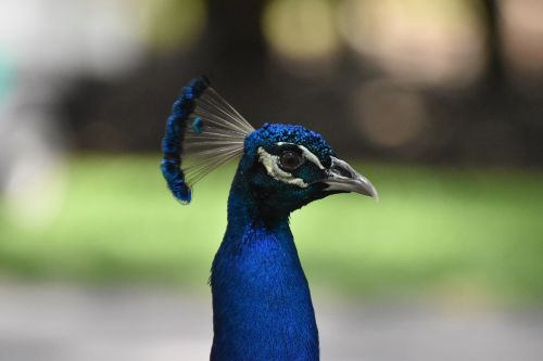 peacock bird zoo