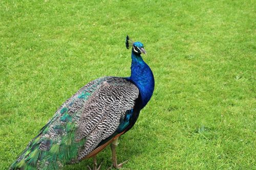 peacock blue green