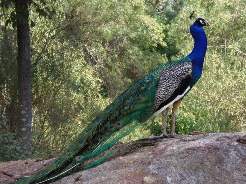 peacock birds colorful