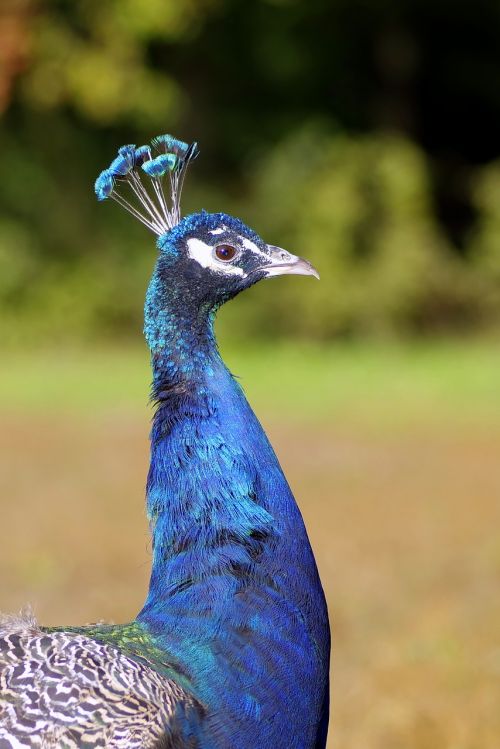 peacock the head of the bird
