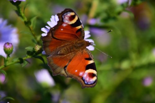 peacock butterfly insect