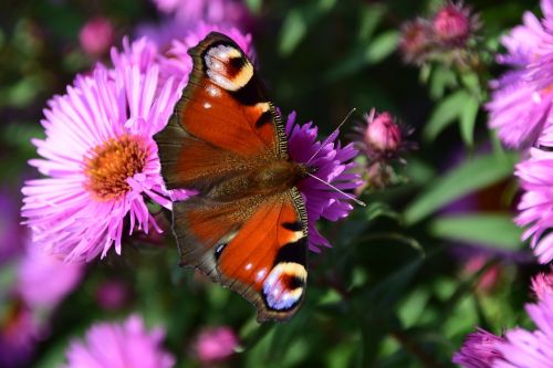 aster peacock butterfly