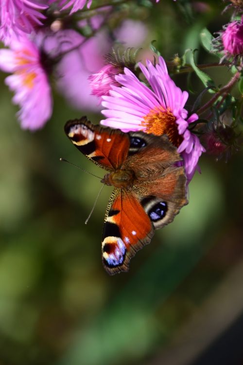 aster peacock butterfly