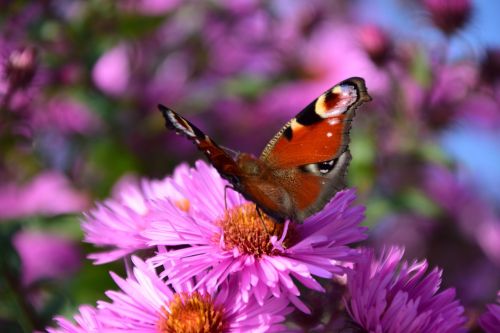 aster peacock butterfly