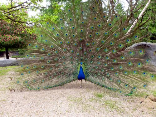 peacock peacock wheel bird