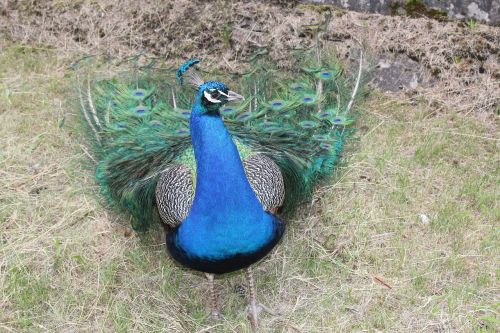 peacock birds bird
