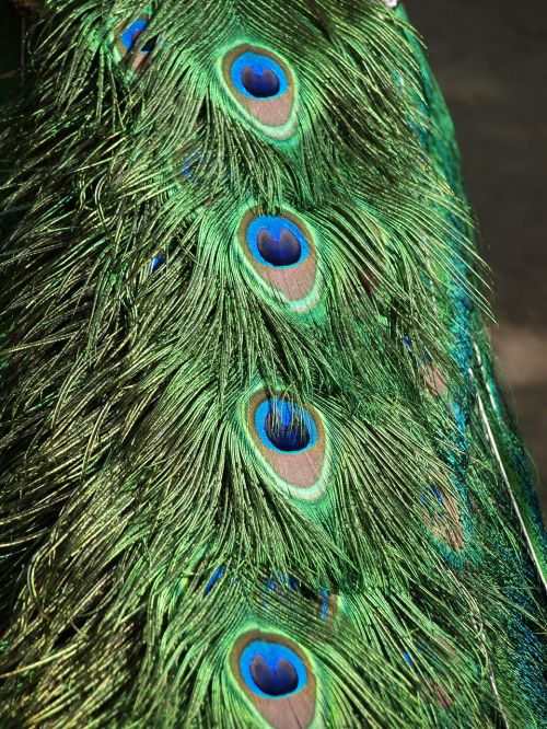 peacock pen bird