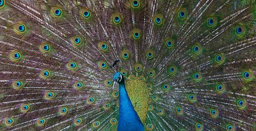 peacock feather beat rad