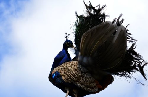 peacock galliformes pavo cristatus
