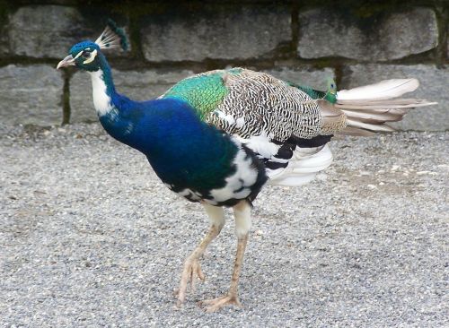 peacock bird feather