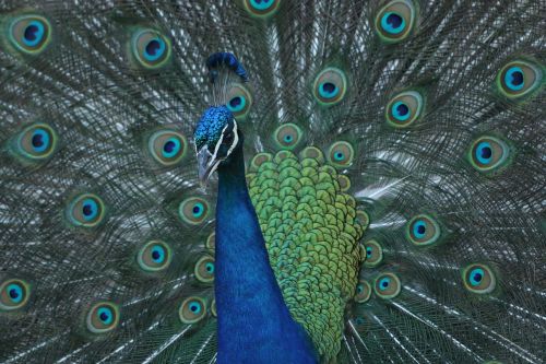 peacock bird colorful