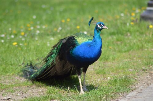 peacock meadow animal