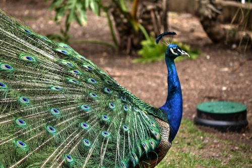 peacock colourful bird