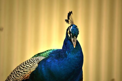 peacock colourful bird
