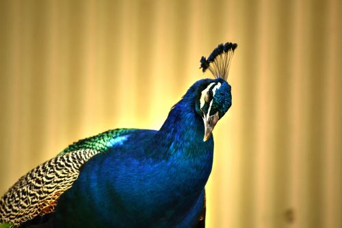 peacock colourful bird