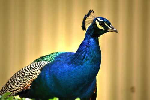 peacock colourful bird