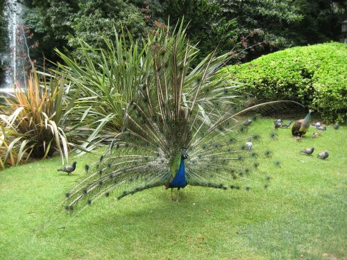 peacock feathers animals