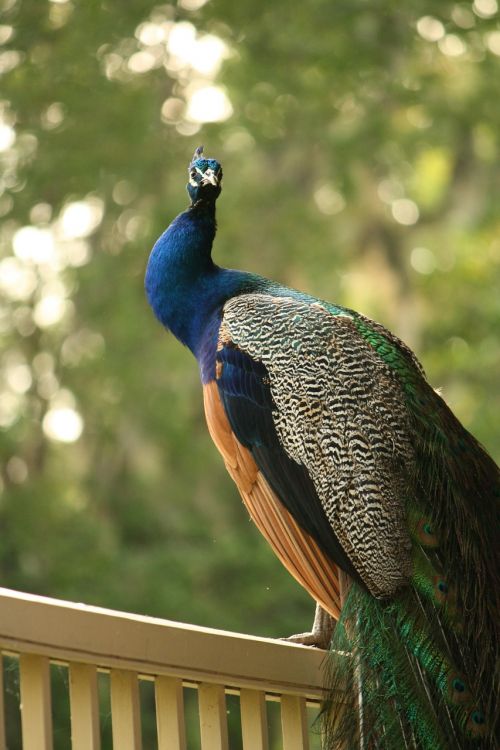 peacock porch birds