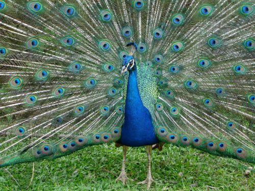 peacock animal bird