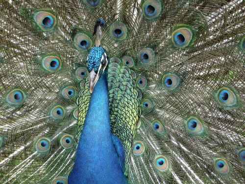 peacock animal bird