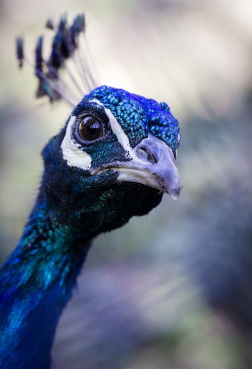 peacock movement color