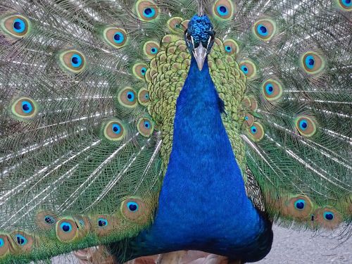 peacock animals colors