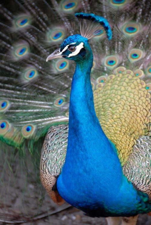 peacock bird avian