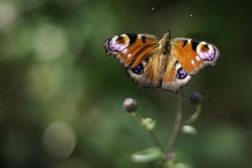 peacock butterfly insect