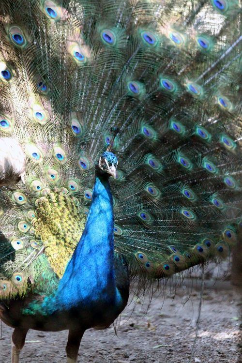 peacock peacock's tail bluebird