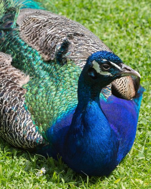 peacock bird color