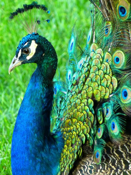 peacock animal pride