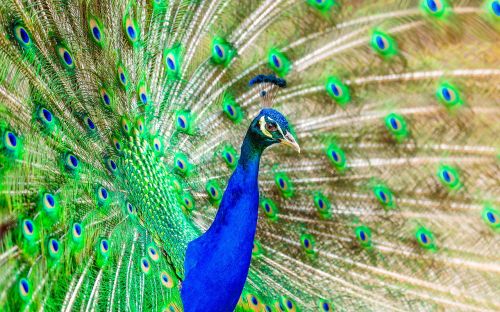 peacock bird plumage