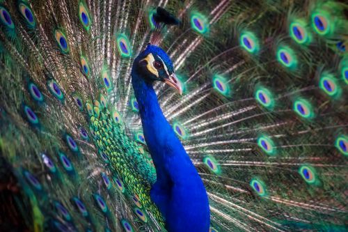 peacock bird colors