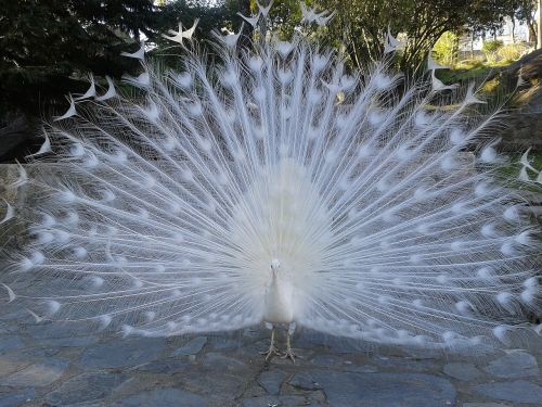 peacock white courtship