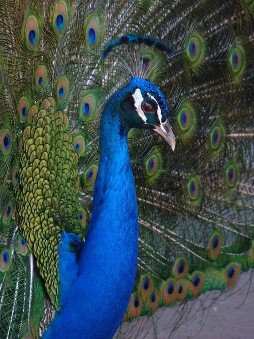 peacock canaria bird