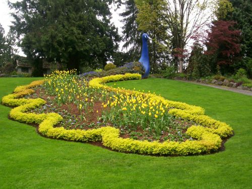 peacock garden outdoor