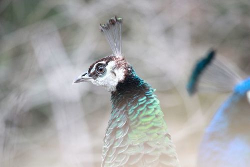 peacock bird feather